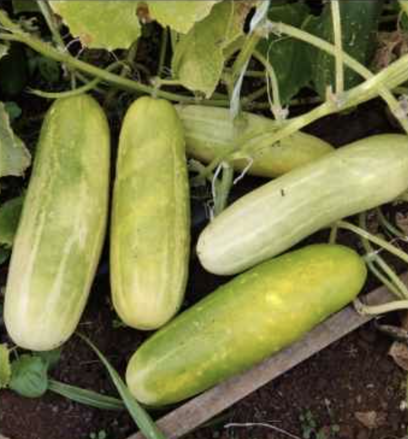 Semilla Pepino 8 Lineas Semilla Pepino 8 Lineas