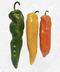 Semilla Pimiento Amarillo Marconi