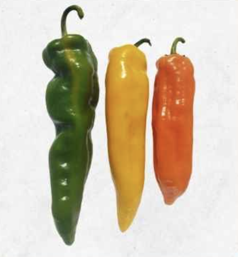 Semilla Pimiento Amarillo Marconi Semilla Pimiento Amarillo Marconi