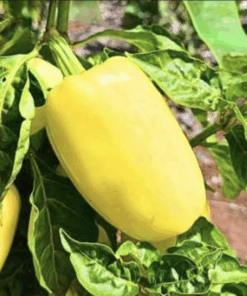 Semilla Pimiento Blanco