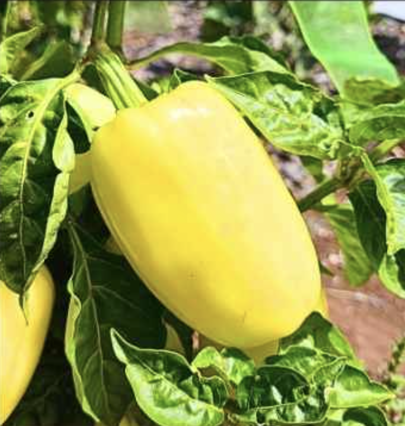 Semilla Pimiento Blanco Semilla Pimiento Blanco