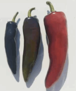 Semilla Pimiento Cacho Negro