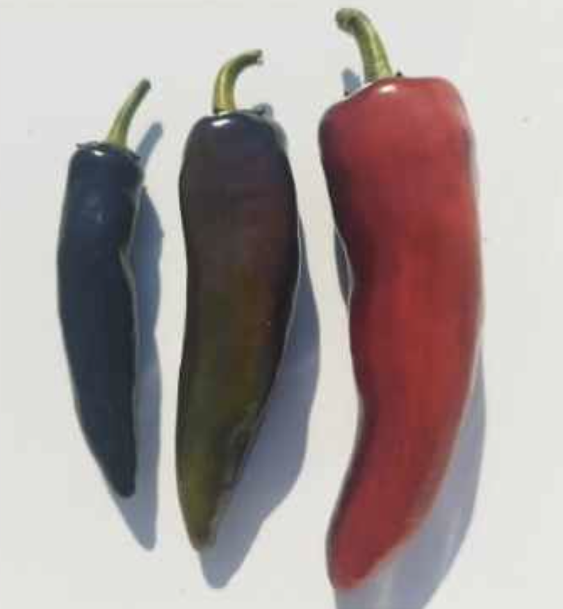 Semilla Pimiento Cacho Negro Semilla Pimiento Cacho Negro