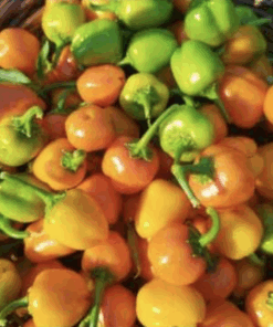 Semilla Pimiento Campanita Amarilla