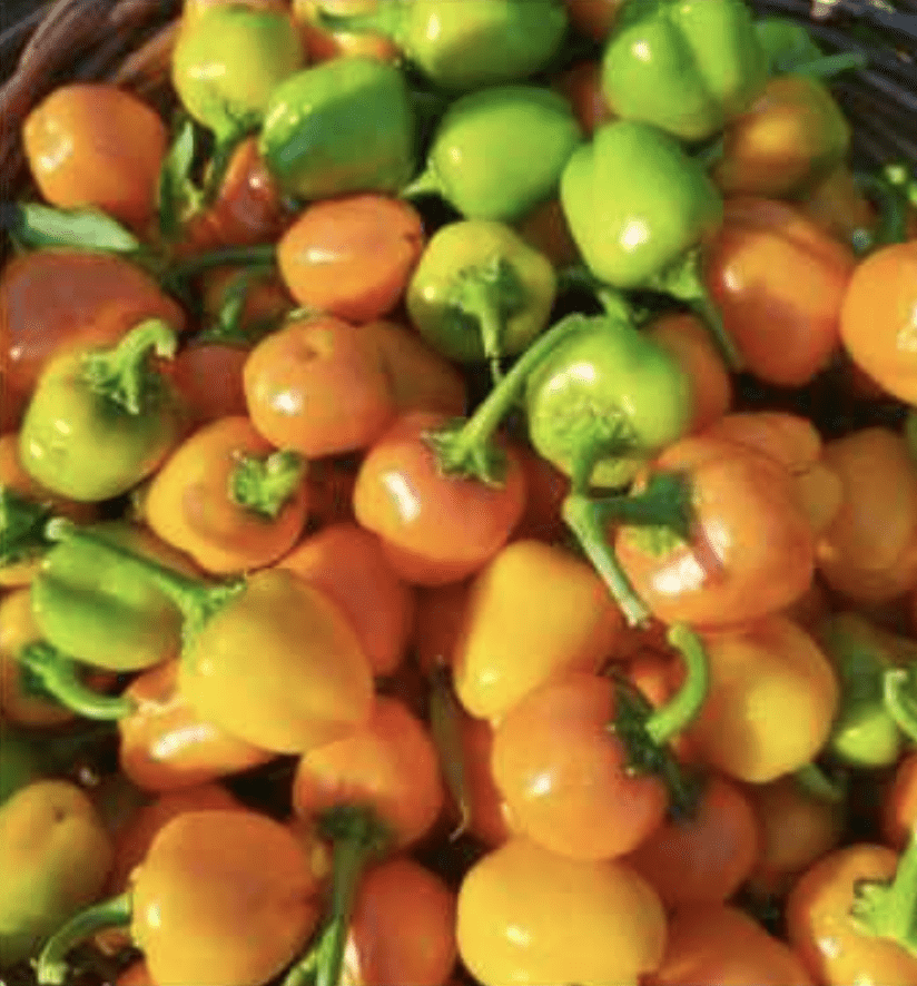 Semilla Pimiento Campanita Amarilla Semilla Pimiento Campanita Amarilla