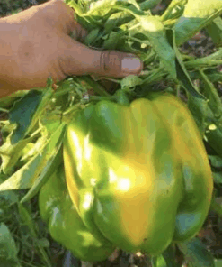 Semilla Pimiento Cuadrado Amarillo Asti