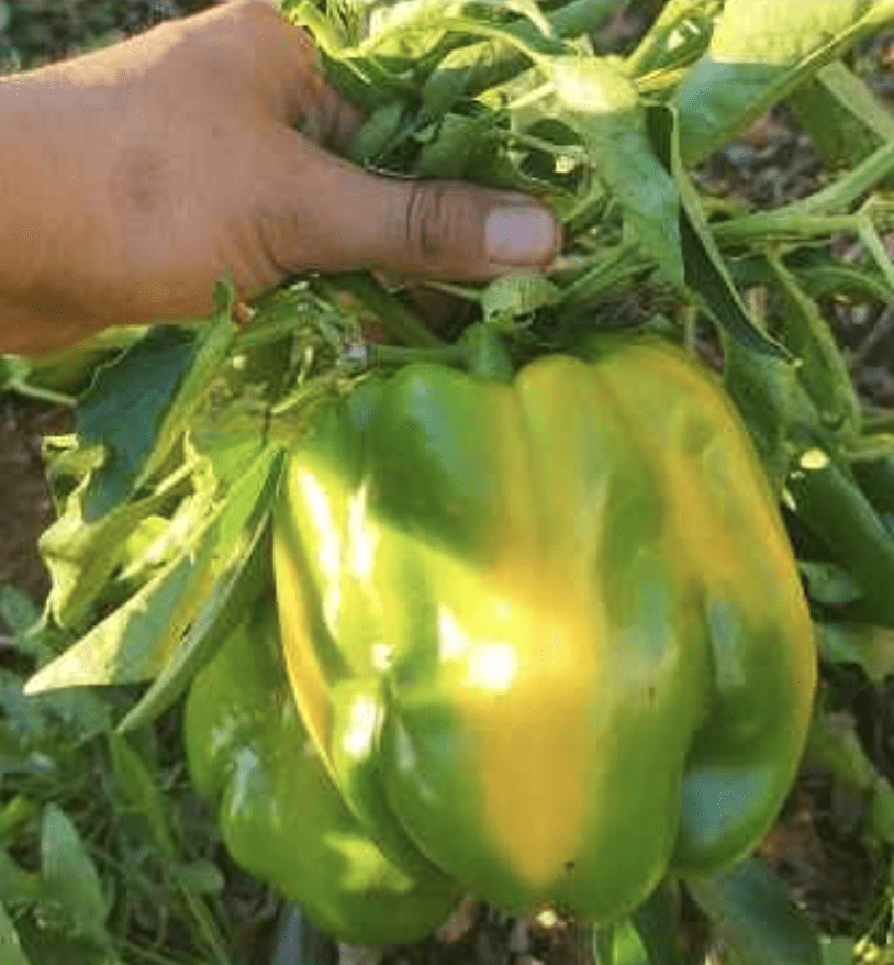 Semilla Pimiento Cuadrado Amarillo Asti Semilla Pimiento Cuadrado Amarillo Asti