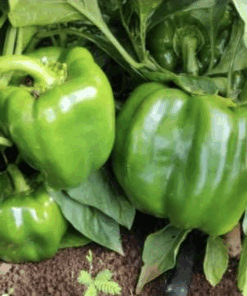 Semilla Pimiento Cuatro Cascos