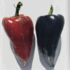 Semilla Pimiento Negro Blot Semilla Pimiento Negro Blot