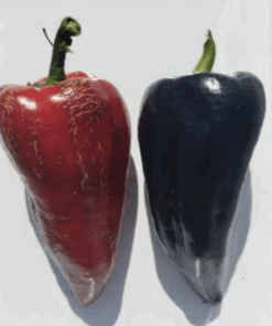 Semilla Pimiento Negro Blot