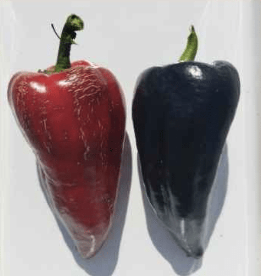 Semilla Pimiento Negro Blot Semilla Pimiento Negro Blot