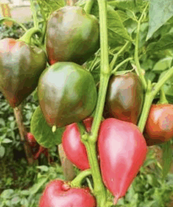 Semilla Pimiento Trompo