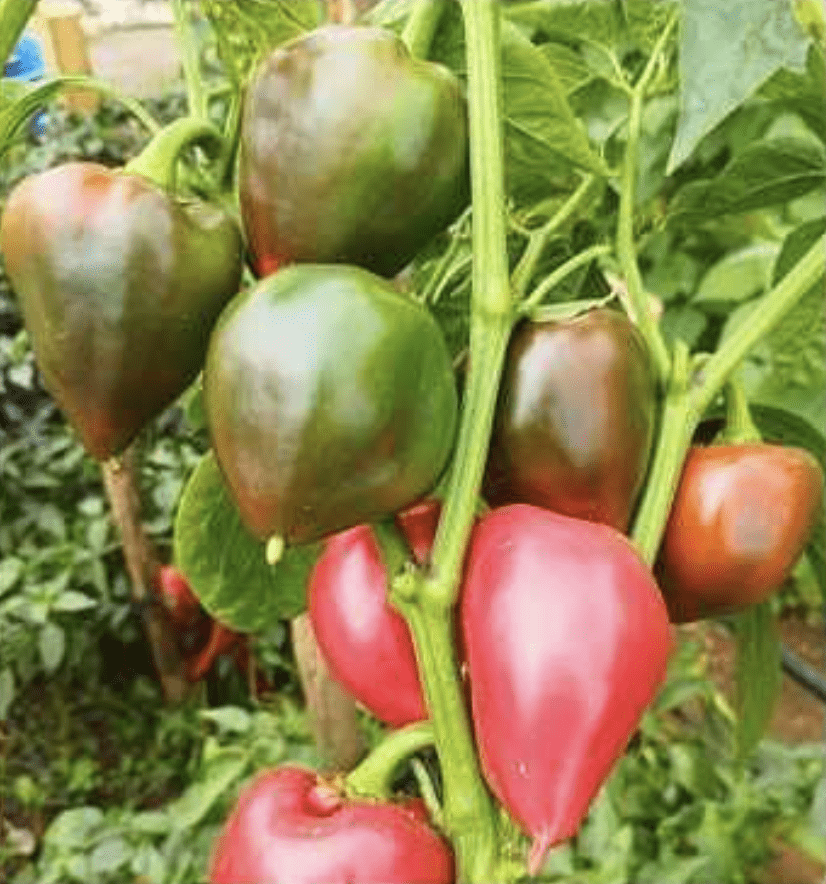 Semilla Pimiento Trompo Semilla Pimiento Trompo