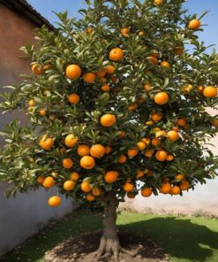 Arbol de Pomelo Rosado