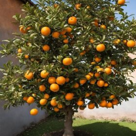 Arbol de Pomelo Rosado