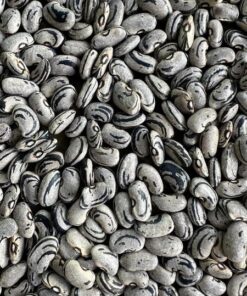 Semilla Poroto Lagarto