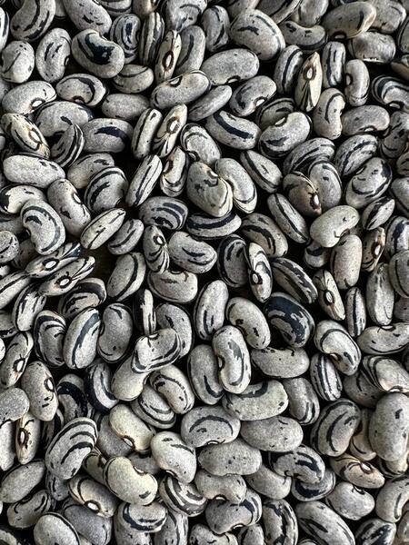 Semilla Poroto Lagarto Semilla Poroto Lagarto