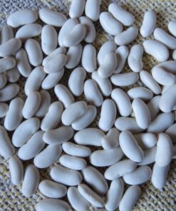 Alternative view of Semilla Poroto Tocino de Varilla