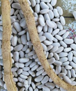 Semilla Poroto Tocino de Varilla