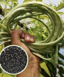 Semilla Poroto Metro Negro