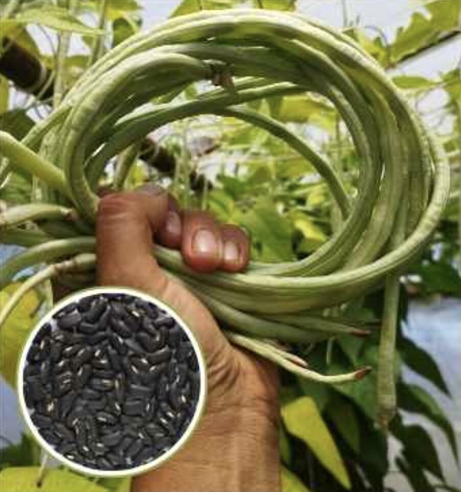 Semilla Poroto Metro Negro Semilla Poroto Metro Negro