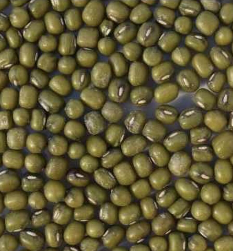 Semilla Poroto Mung Semilla Poroto Mung