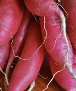 Semilla Rabanito Candela de Fuego