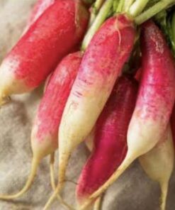 Semilla Rabanito Largo Punta Blanca