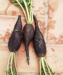 Semilla Rabanito Negro
