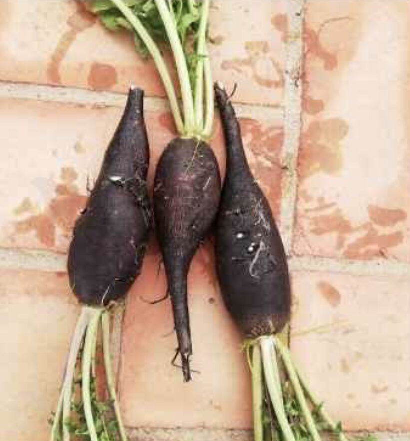 Semilla Rabanito Negro Semilla Rabanito Negro