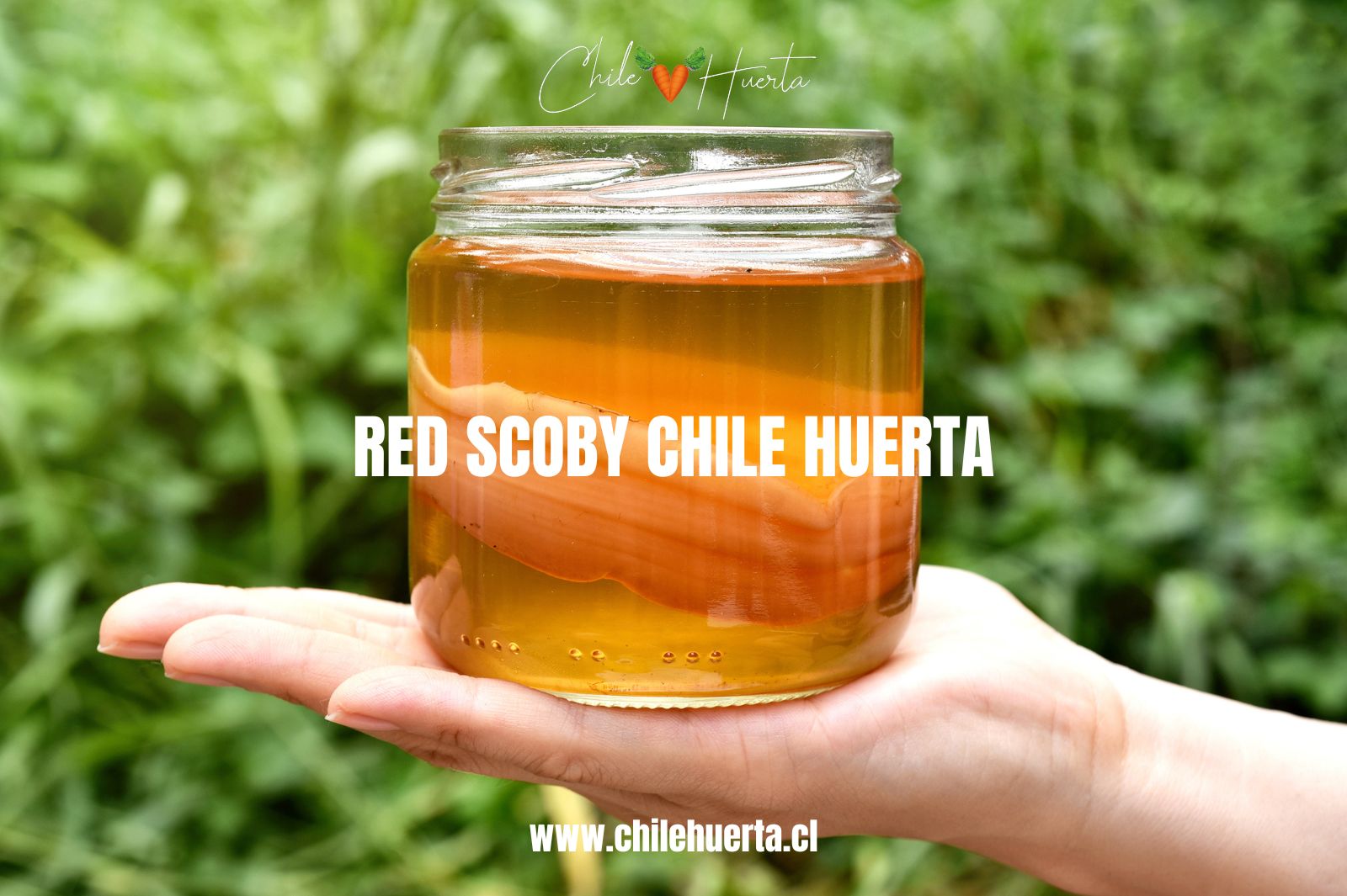 Red Scoby Chile Huerta