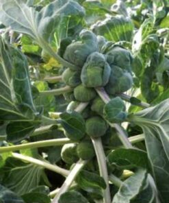 Semilla Repollo de Bruselas
