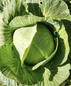 Semilla Repollo Copenhague