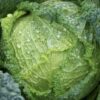 Semillas Repollo Crespo