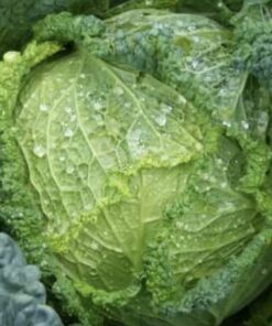 Semillas Repollo Crespo