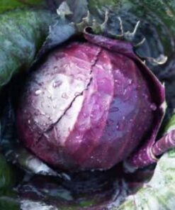 Semilla Repollo Morado