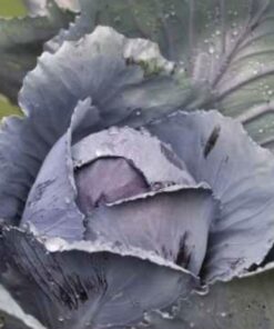 Semilla Repollo Cabeza Negra