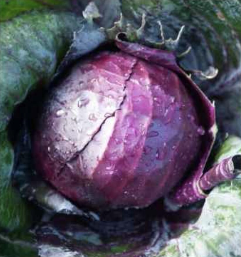 Semilla Repollo Morado Semilla Repollo Morado