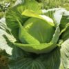 Semilla Repollo Quintal
