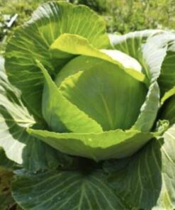 Semilla Repollo Quintal