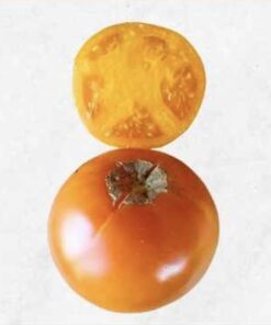 Semilla Tomate Atardecer