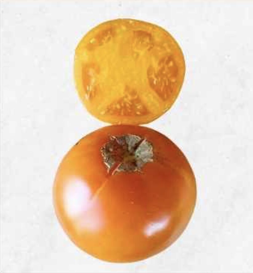 Semilla Tomate Atardecer Semilla Tomate Atardecer