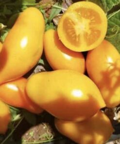 Semilla Tomate Banana