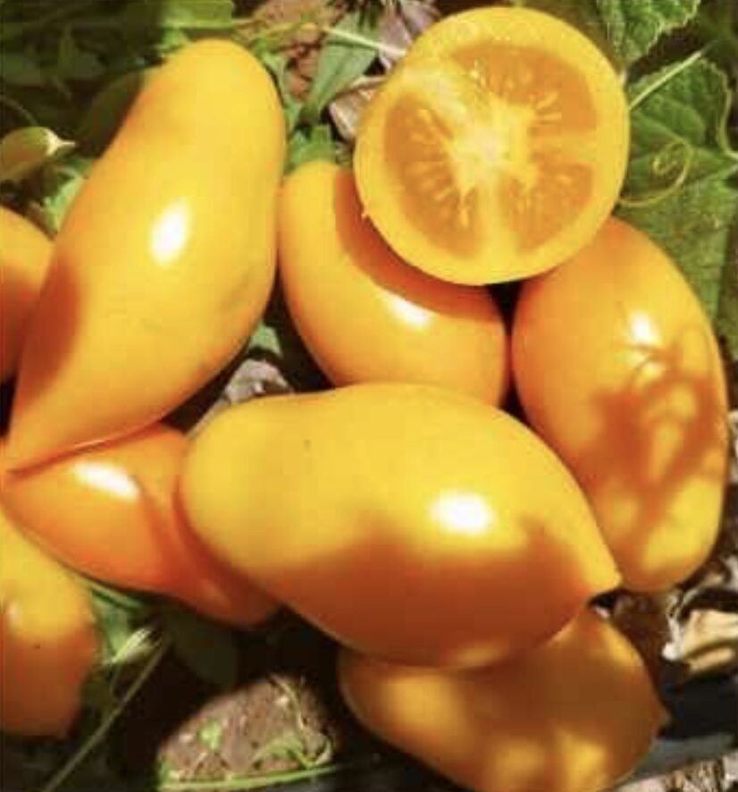 Semilla Tomate Banana Semilla Tomate Banana