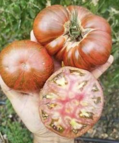 Semilla Tomate Chocolate Rayado