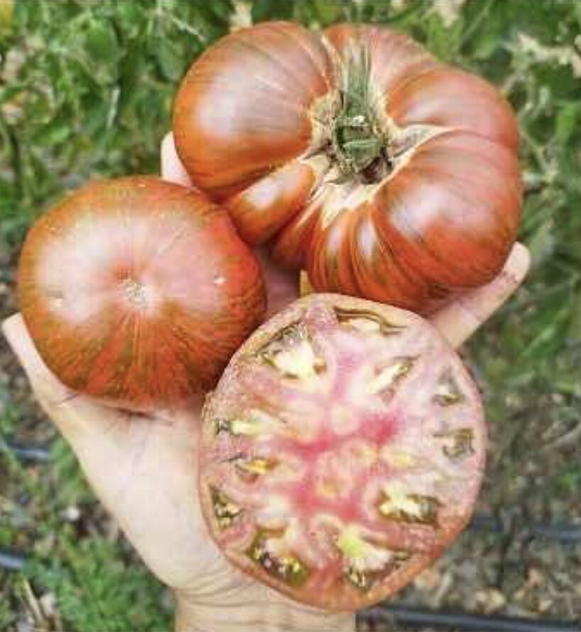 Semilla Tomate Chocolate Rayado Semilla Tomate Chocolate Rayado