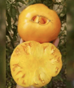 Semilla Tomate Chuck