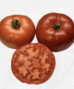 Semilla Tomate Cuadrado