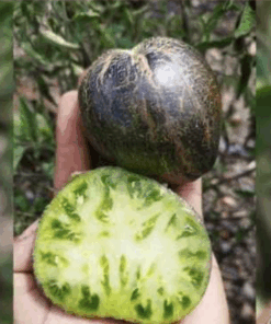 Semilla Tomate Estelar Verde