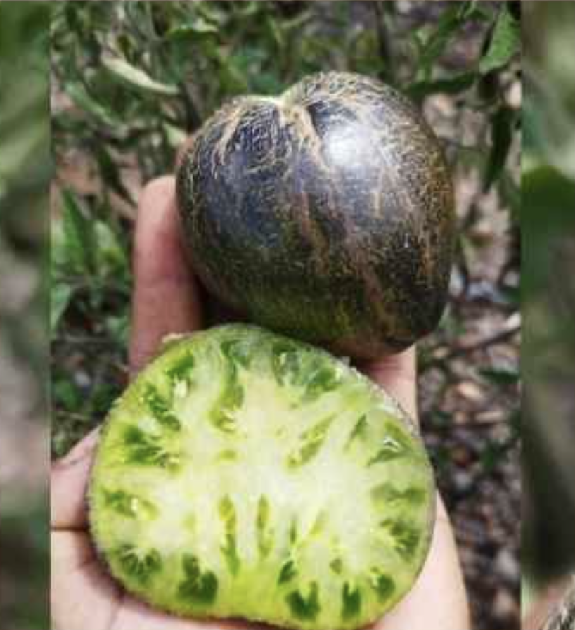 Semilla Tomate Estelar Verde Semilla Tomate Estelar Verde